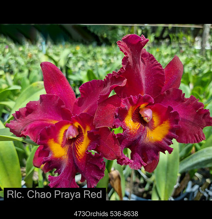 Rlc. Chao Praya Red-Edit