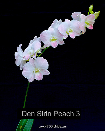 Den Sirin Peach