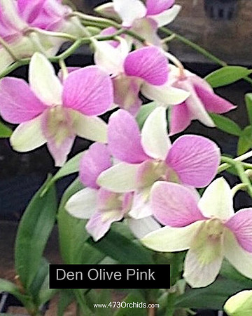 Den Olive Pink
