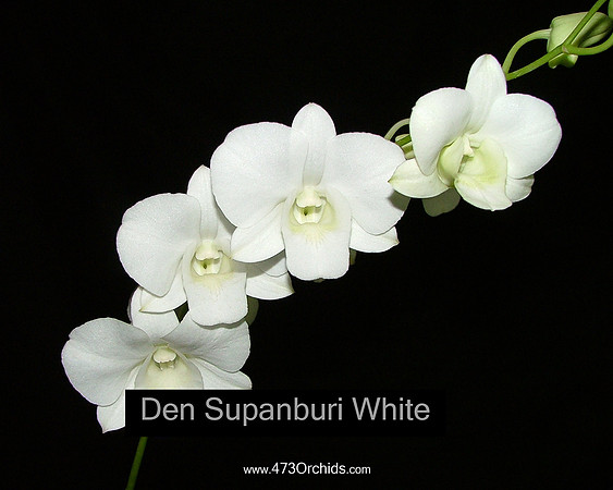 Den Supanburi White