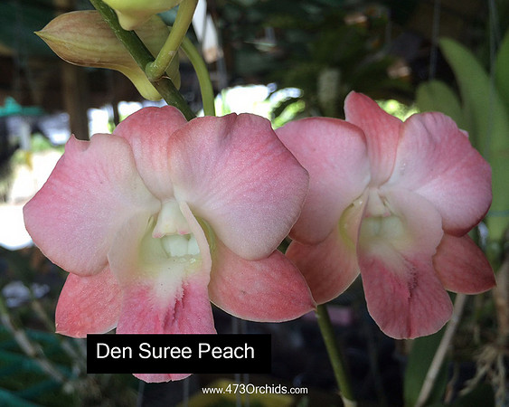 Den Suree Peach 2