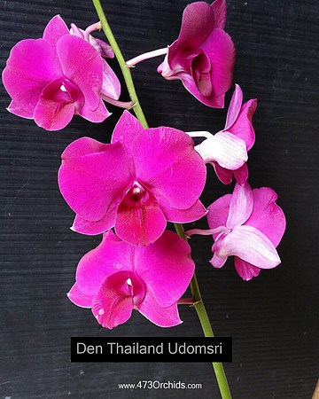 Den Thailand Udomsri
