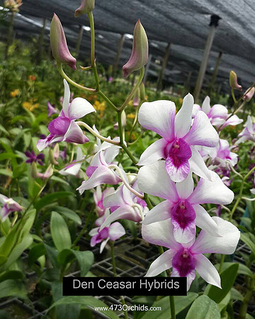 Den Ceasar hybrids1