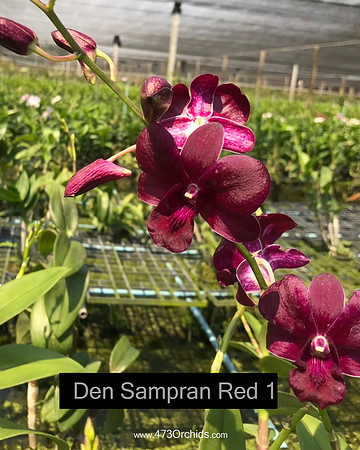 Den Sampran Red