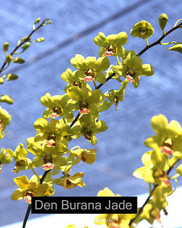 Den Burana Jade, Yellow1