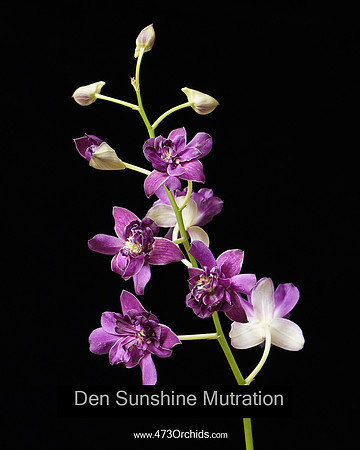 Den Burana Sunshine Mutration