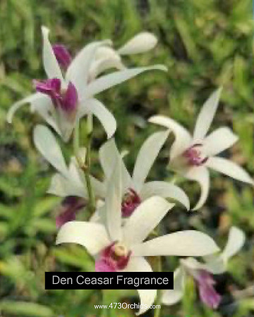 Den Ceasar Fragrance