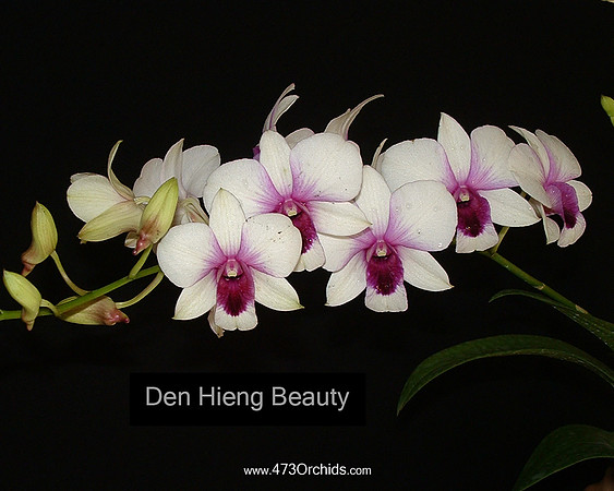 Den Hieng Beauty