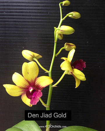 Den Jiad Gold