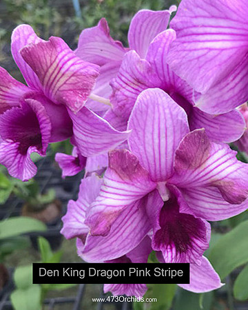 Den King Dragon Pink Stripe