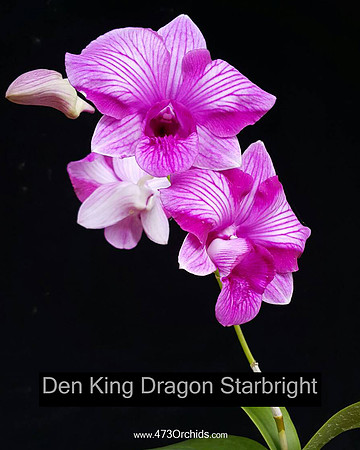 Den King Dragon Starbright