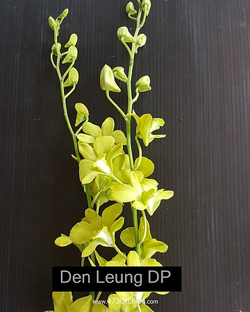 Den Leung DP
