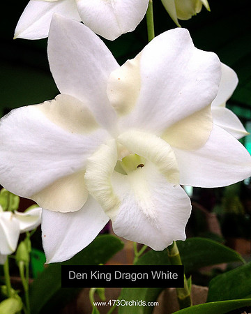 Den King Dragon White