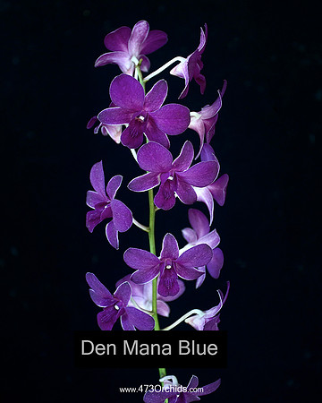 Den Mana Blue
