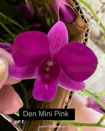 Den Mini Pink 1109
