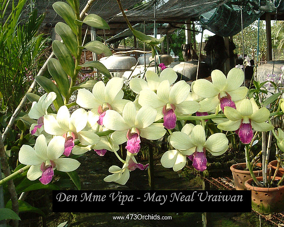 Den Mme Vipa - May Neal Uraiwan