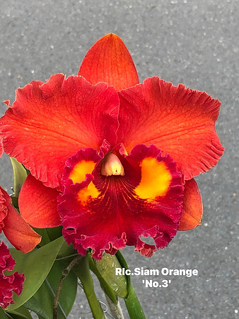 Rlc. Siam Orange No 3 2