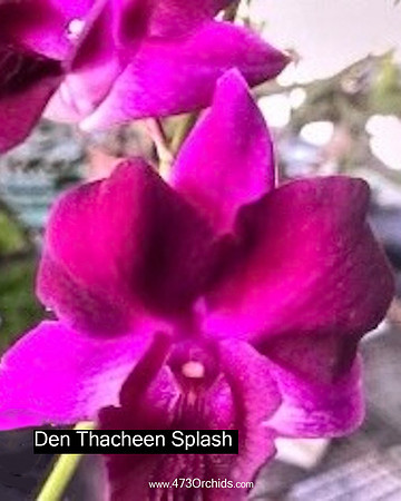 Den Thacheen Splash 2