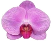 Phal P64