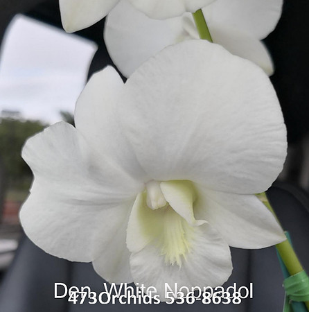 Den White Noppadol