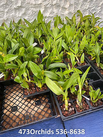 Kultana Orchids  - 2021  09 16 - 0013