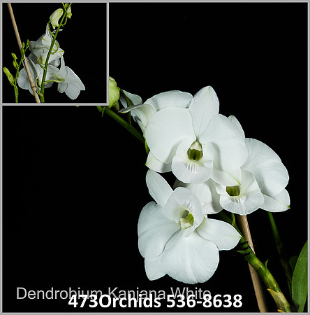 Den Kanjana White v2