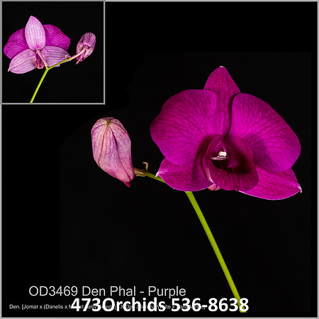 Den Purple OD3469 - Den Phal