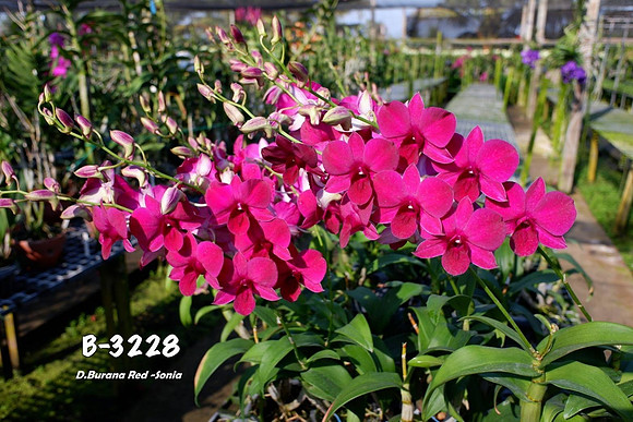 B 3228 Den. Burana Red - Sonia
