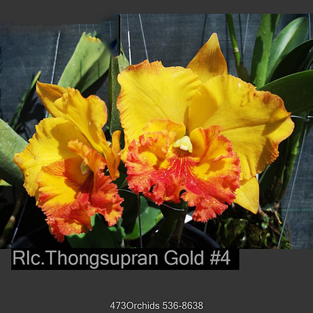 Rlc. Thongsupran Gold # 4-Edit