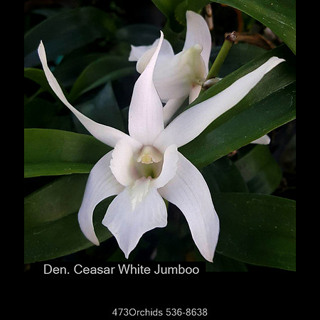 Den Ceasar White Jumboo