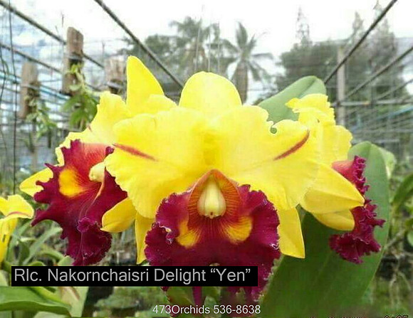 Rlc. Nakornchaisri Delight - Yen-Edit