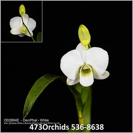 Den White OD2804E - Den Phal