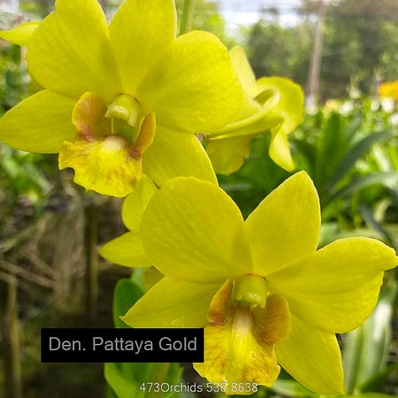 Den Pattaya gold