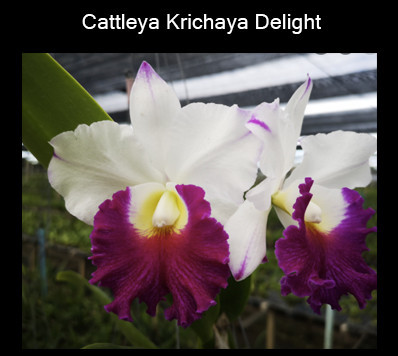 Cattleya Krichaya Delight