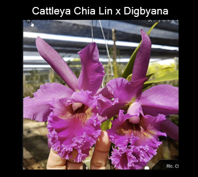 Cattleya Chia Lin x digbyana copy