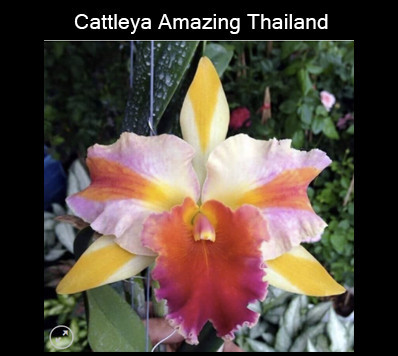 Cattleya Amazing Thailand