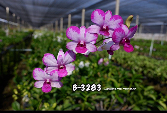 Den. Burana New Normal No. 9