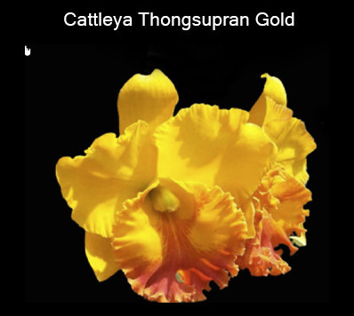 Cattleya Thongsupran Gold