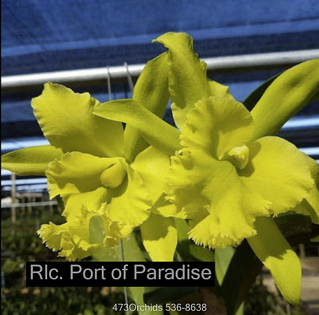 Rlc. Port of Paradise-Edit