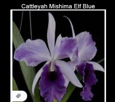 Cattleya Mishima Elf Blue