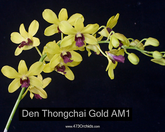 Den Thongchai Gold