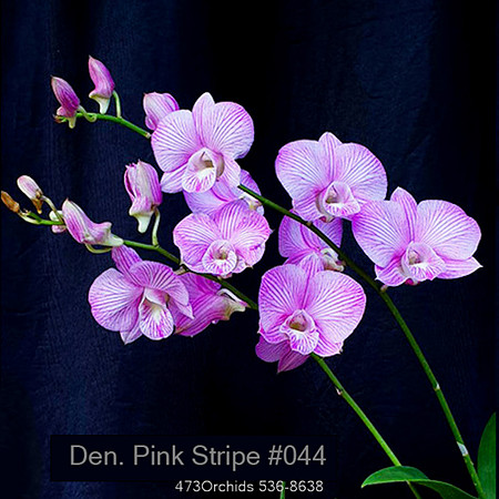 Den Pink Stripe # 044