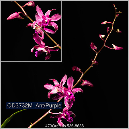 Den OD3732 Ant Purple