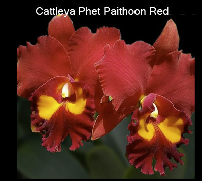 Cattleya Phet Paithoon Red