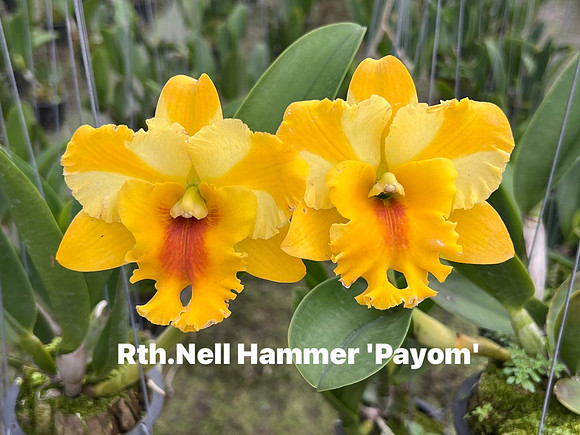 Rth. Nell Hammer Payom'