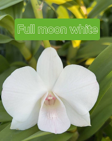 Den. Fullmoon White