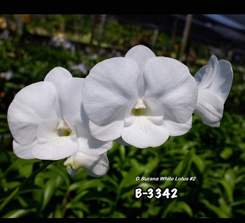 Den. Burana White Lotus B-3342