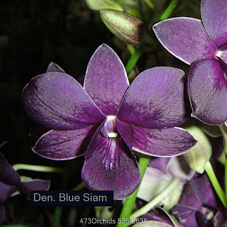 Den Blue Siam