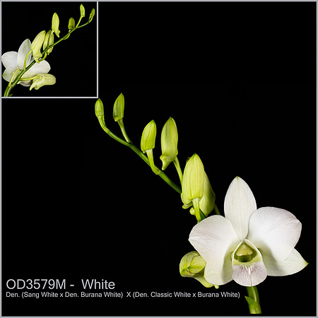 Den White OD3579M