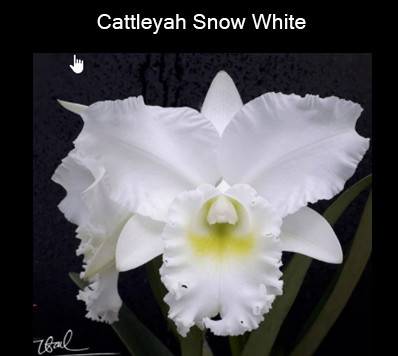 Cattleya Snow White